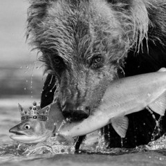 life et mort of King salmòn