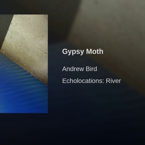 Gypsy Moth - Andrew Bird