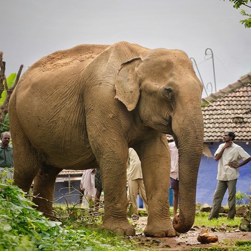 Stream episode Elephants get stressed out too Q&A with Sreedhar