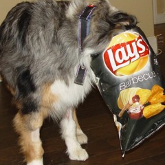 ChipaholicDog