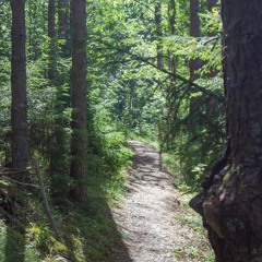 Morning on the forest path