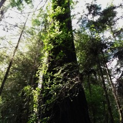 Van Duesen Creek Dawn Chorus