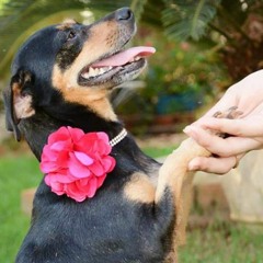 Fido's "Good Dog" Award Acceptance Speech by Alanna Weissman (Read by Court Sullivan)
