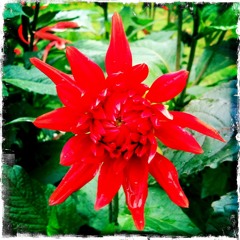 Hela mitt liv (av Ante Blomberg)