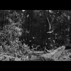 DEPS - SIATKI NA MOTYLE