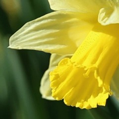 Spring Abounds - A Piano Improvisation by Jackie Perks