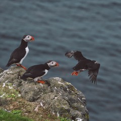 A Bird and the Migration
