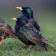 Birds And Bees