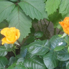 KorgStyle -Спокойная Ночь