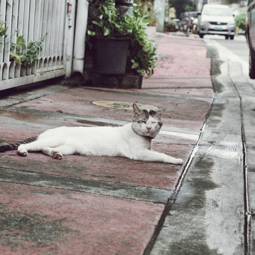 I Would Hate You If I Could (Cover)