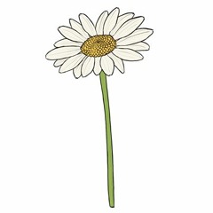 Daisy
