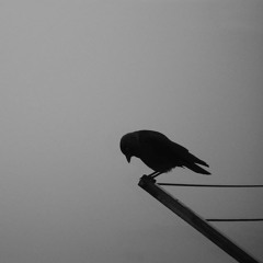 Latest Bird's Song