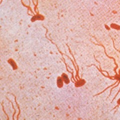 Typhogenic Ft. Young Crook [Prod. Issa Draco]