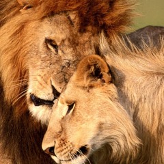 Löwen, endlich Löwen