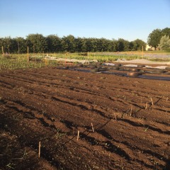 Shorts: Harvest Barn market garden May