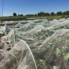 Shorts: Harvest Barn market Garden June