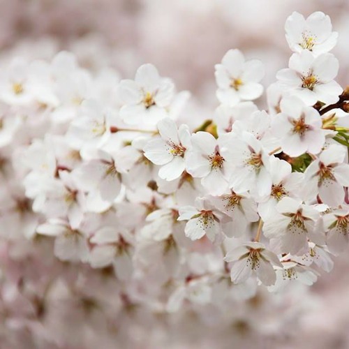 سورة الرعد - ماهر المعيقلي