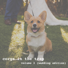 Corgs in the Trap #3