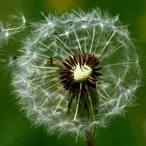 Jin Du Jun - Sohn Des Windes (Original Mix) [Free Download]