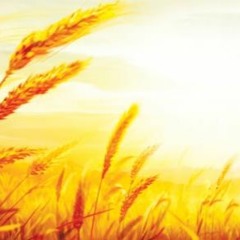 Hạt Giống Tình Yêu - St Phương Anh - Ca Trưởng Ái Cầm