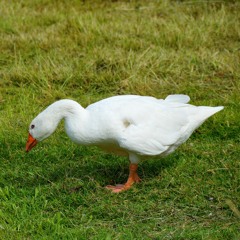 Geese