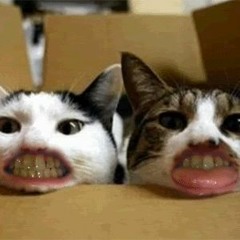 STBB #591 Hosted by defMute