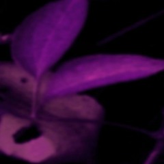 5ive's Dreamscapes