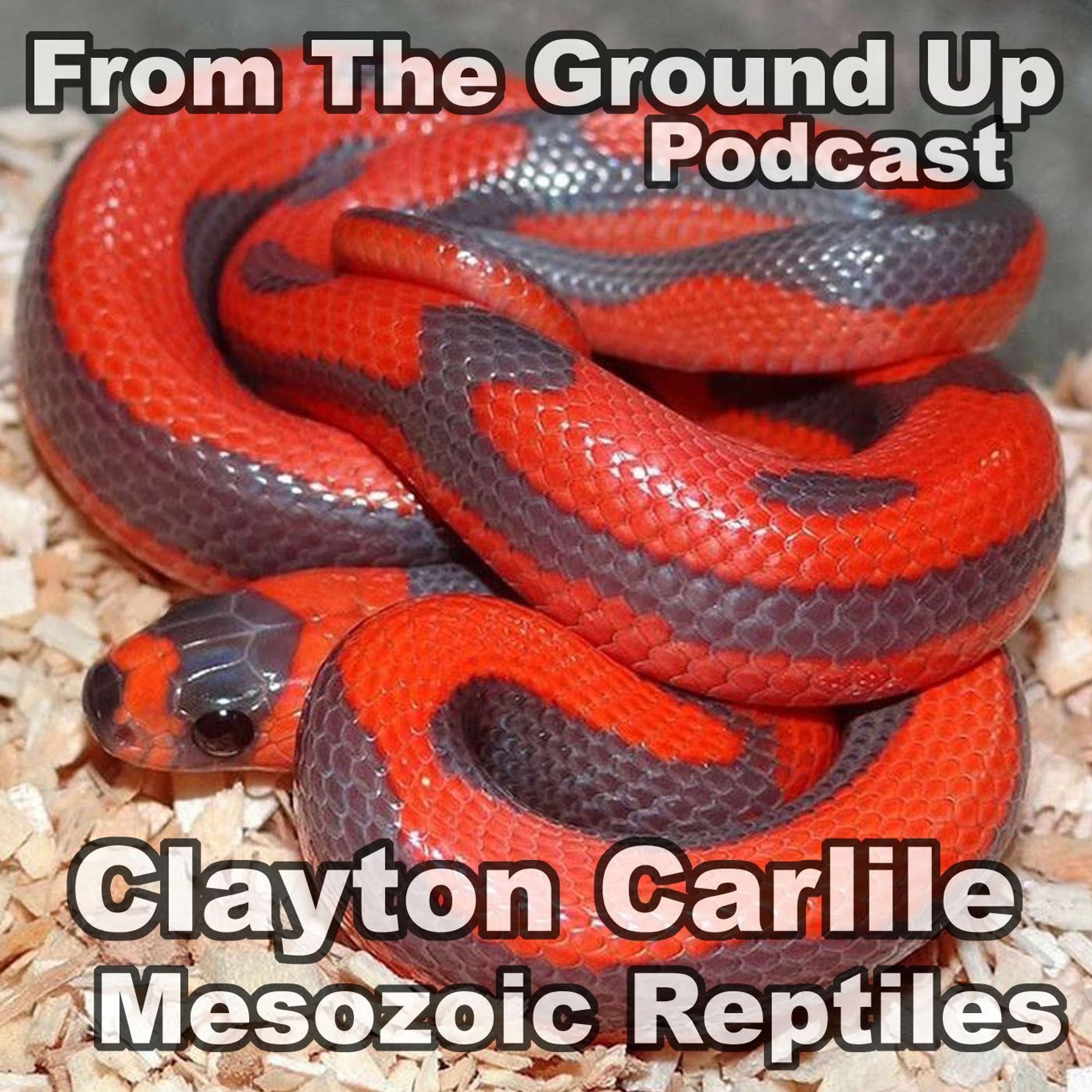 Modern Medusa Reptile Podcast - Where we talk everything cold-blooded (Snake Podcast)