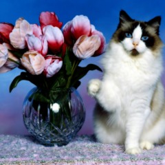 Akeda - Chaton