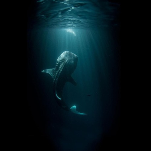 Fraktal Tribe - Whale's Cry