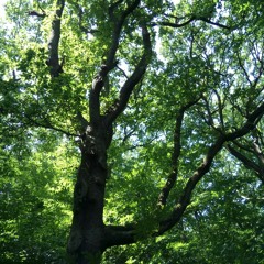 Highgate Woods 3rd July 2018