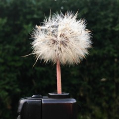 Everytime feat. Ron Solo