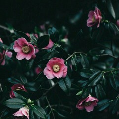 أليستْ جِرَاحِي هدايا القدر؟ 🌸