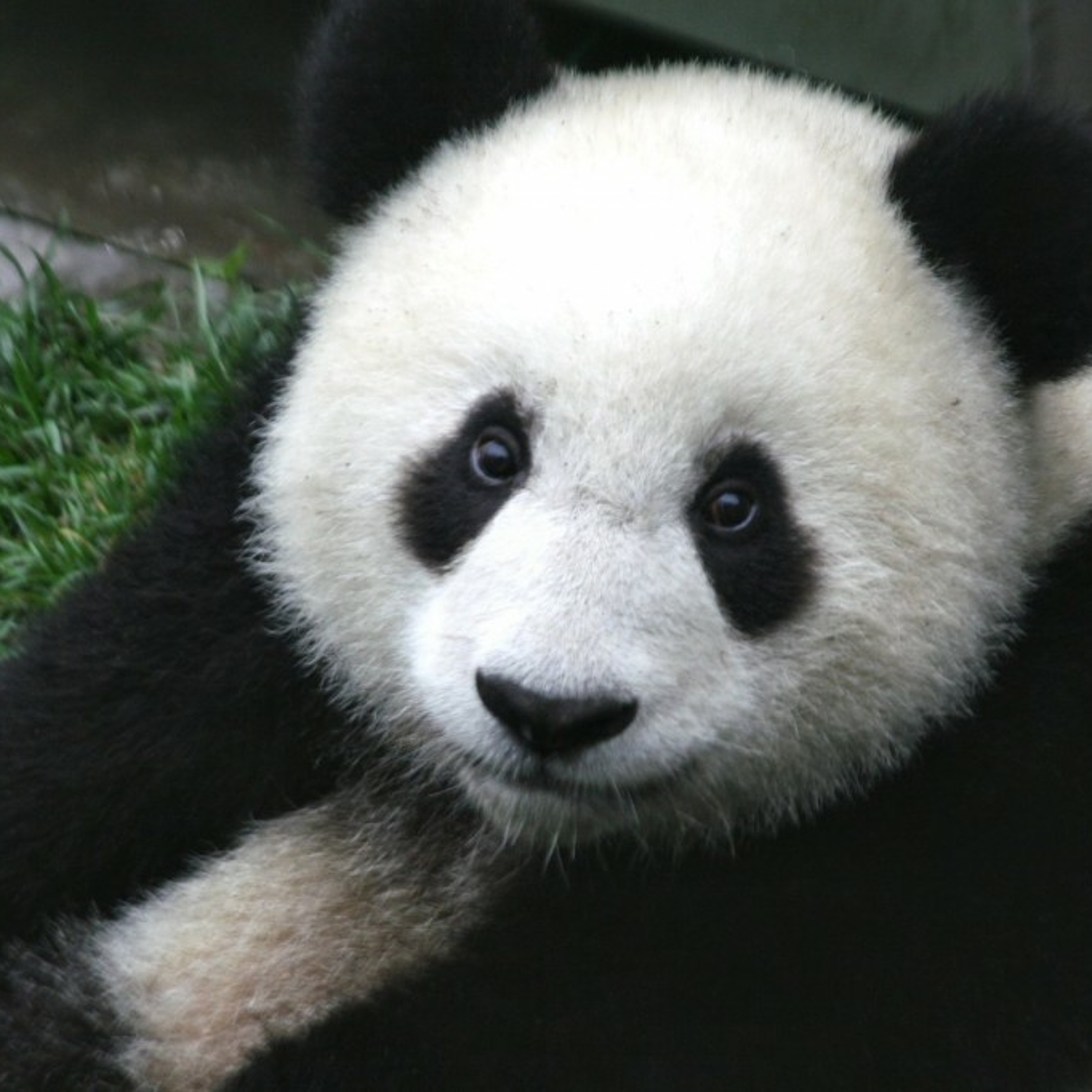 Episode 14 - Big Dickin' Pandas