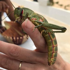 300618 - Sunset Time @ FeelFest 2k18 - Tunisia