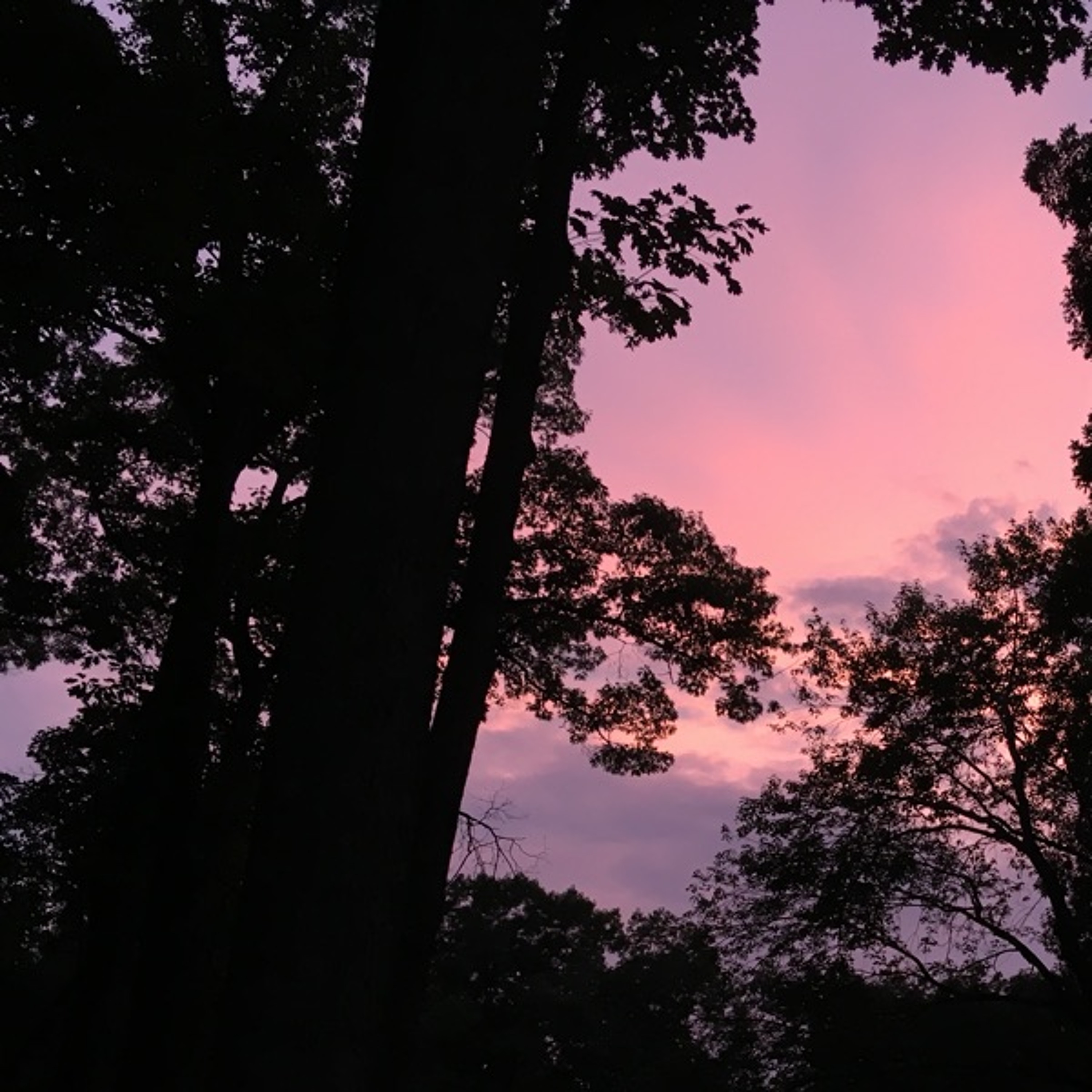Songs from the Wood Between the Worlds