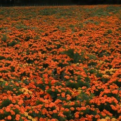 carnation.