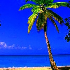 トロピカルサマー