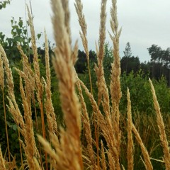 Pamiętaj mnie("Coco")