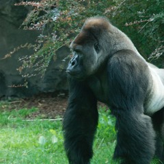 Voodo Summer Techno Set