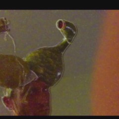 Hall of Indo king China suck your brains out krang !!