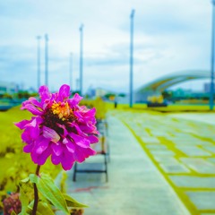 c h r y s a n t h e m u m