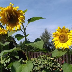 House on Parkleigh Road.WAV