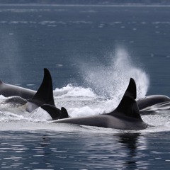 A73s,A23s and A25s and A30s_July 1 2018