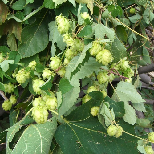 Stream The Queen of Flowers by Kire Crest Listen online for free on