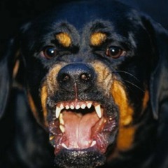 Meekfrmda9 - Petco Prod by HW_3