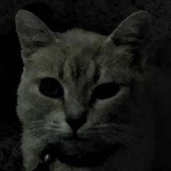 The Cat Is Up To No Good
