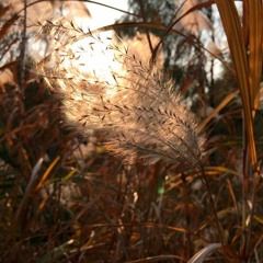 The Wind Among The Reeds