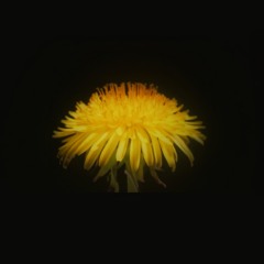 Flume