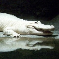 Ghosts & Alligators (roughmix2.0)